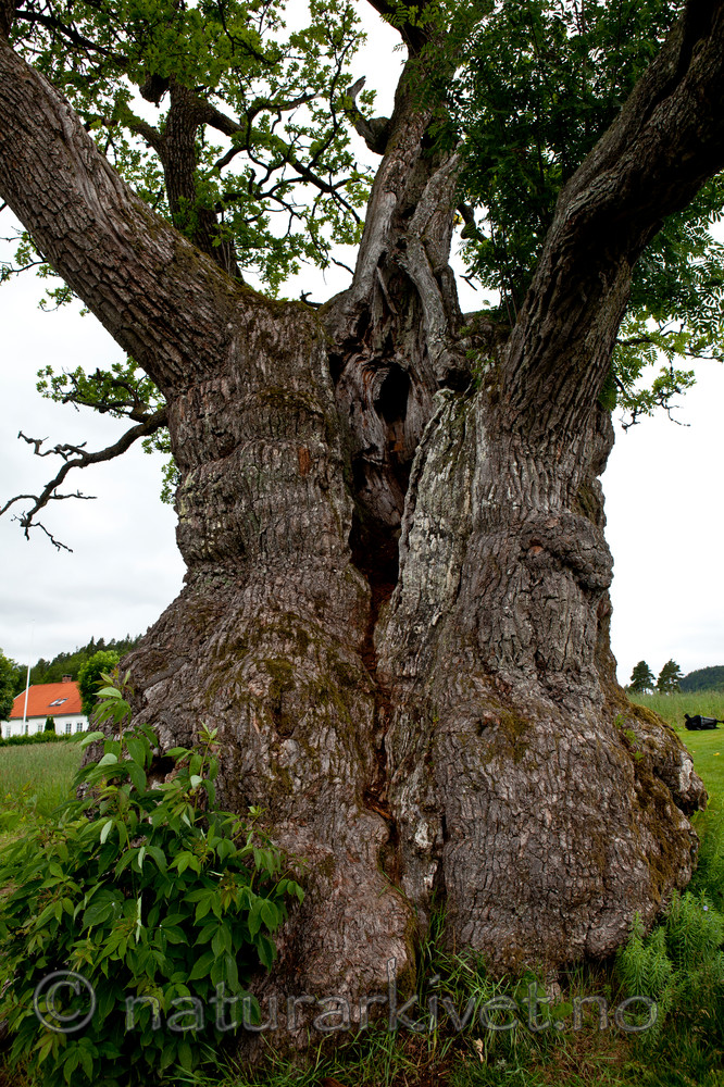 KA_110630_1929 / Quercus robur / Sommereik