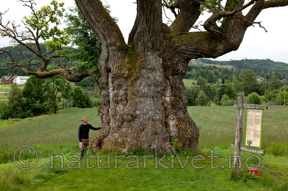 KA_110630_1935 / Quercus robur / Sommereik