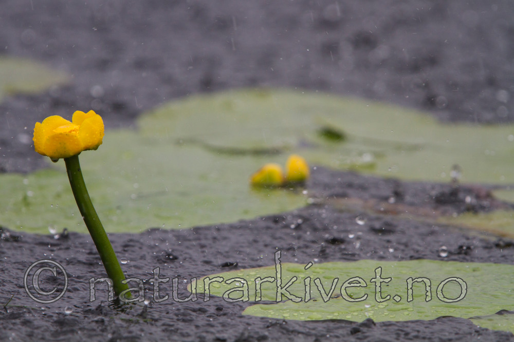 KA_110630_2008 / Nuphar lutea / Gul nøkkerose