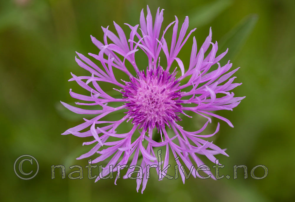 KA_110705_4379 / Centaurea scabiosa / Fagerknoppurt