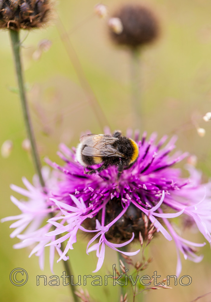 KA_110705_4381 / Centaurea scabiosa / Fagerknoppurt