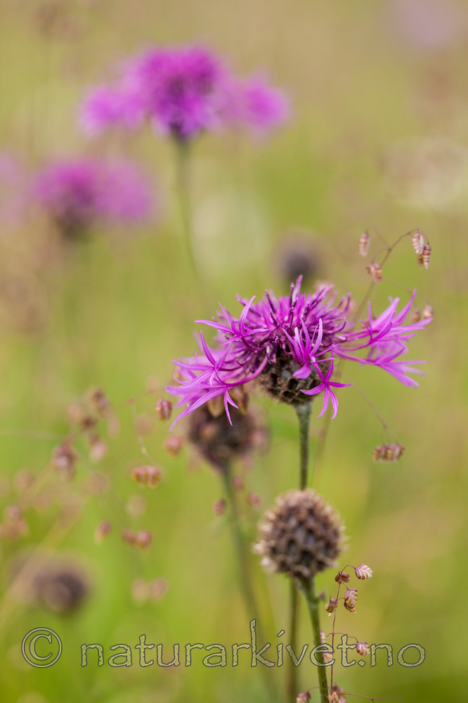 KA_110705_4383 / Centaurea scabiosa / Fagerknoppurt