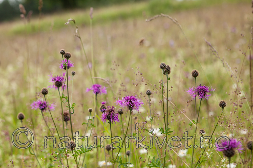 KA_110705_4384 / Briza media / Hjertegras <br /> Centaurea scabiosa / Fagerknoppurt