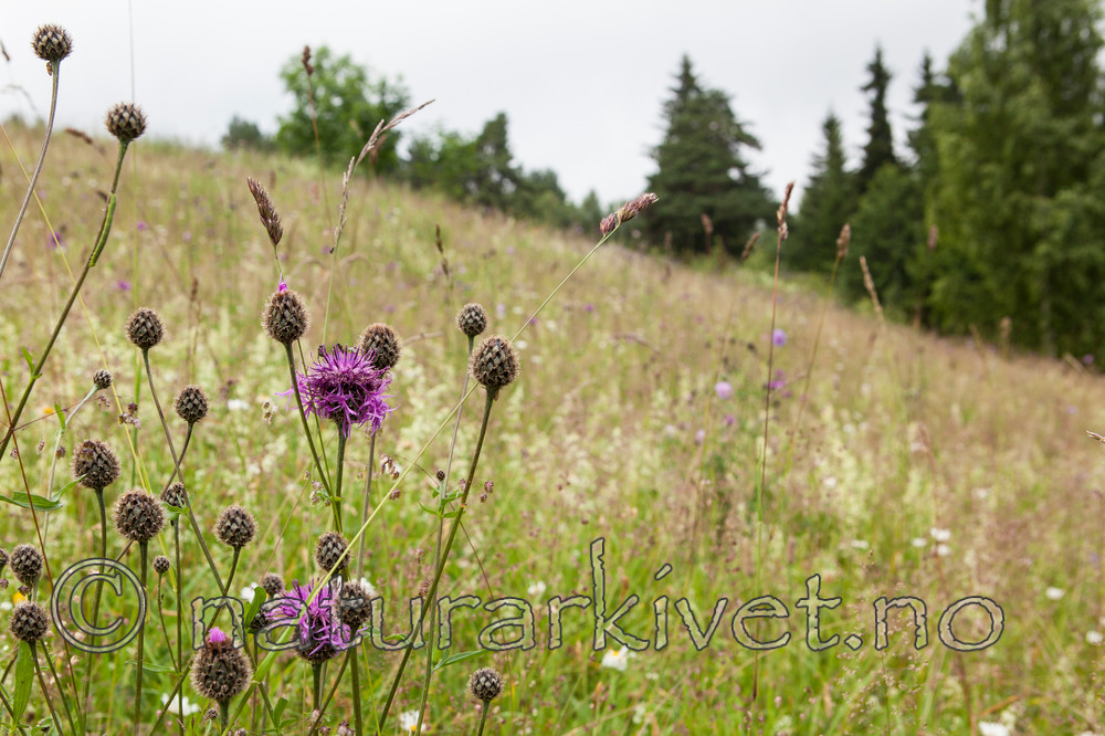 KA_110705_4385 / Briza media / Hjertegras <br /> Centaurea scabiosa / Fagerknoppurt