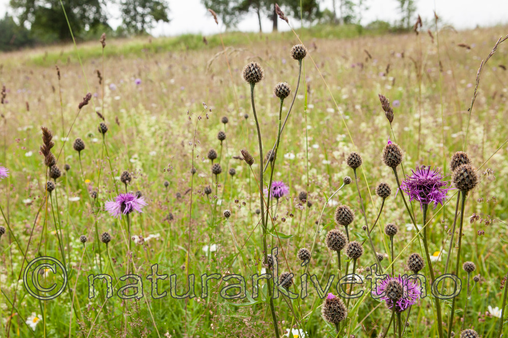 KA_110705_4386 / Briza media / Hjertegras <br /> Centaurea scabiosa / Fagerknoppurt