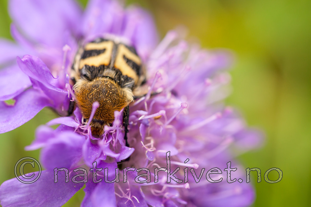KA_110705_4391 / Knautia arvensis / Rødknapp <br /> Trichius fasciatus / Humlebille