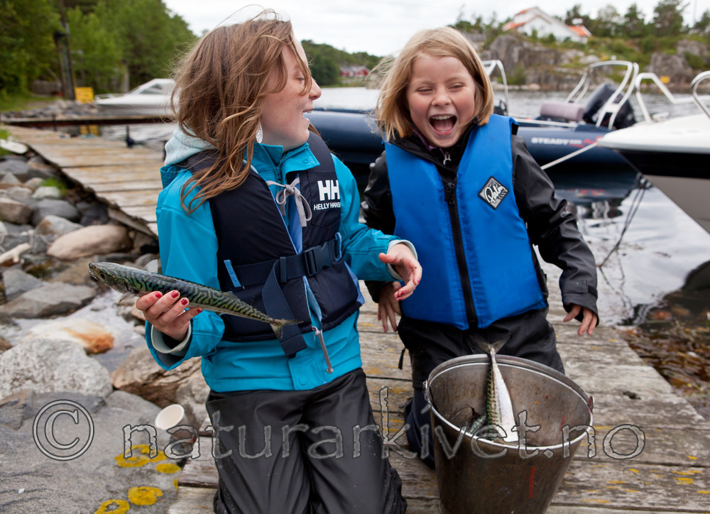 KA_110715_4550 / Scomber scombrus / Makrell