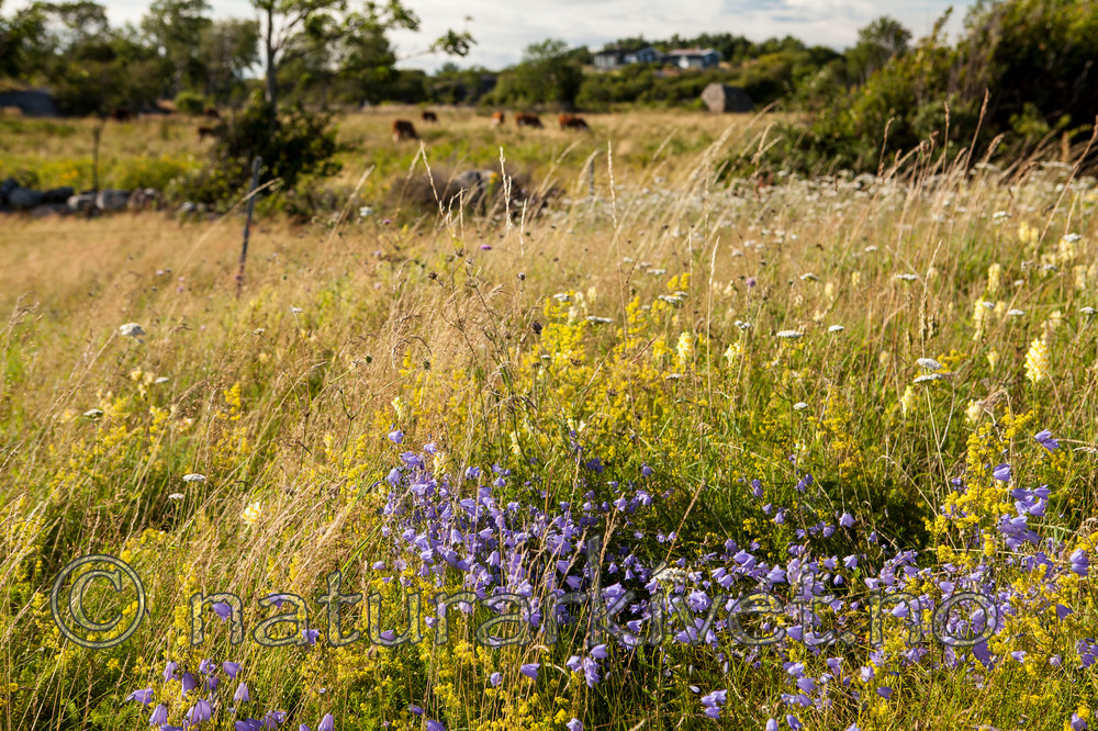 KA_110726_7565 / Campanula rotundifolia / Blåklokke <br /> Galium verum / Gulmaure