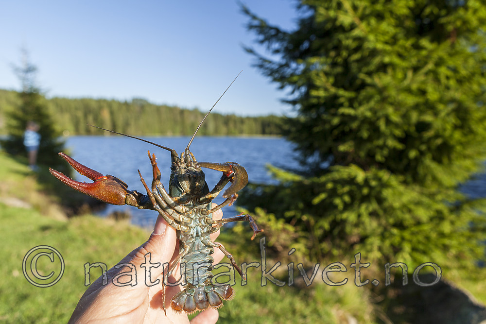 KA_110806_7196 / Astacus astacus / Edelkreps
