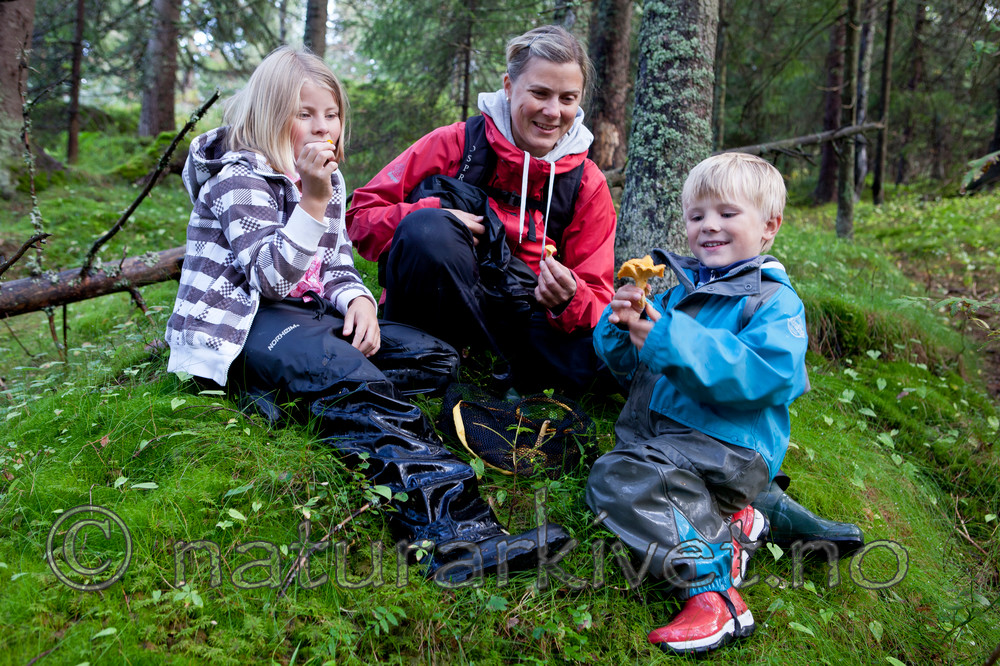 KA_110807_2996 / Cantharellus cibarius / Kantarell