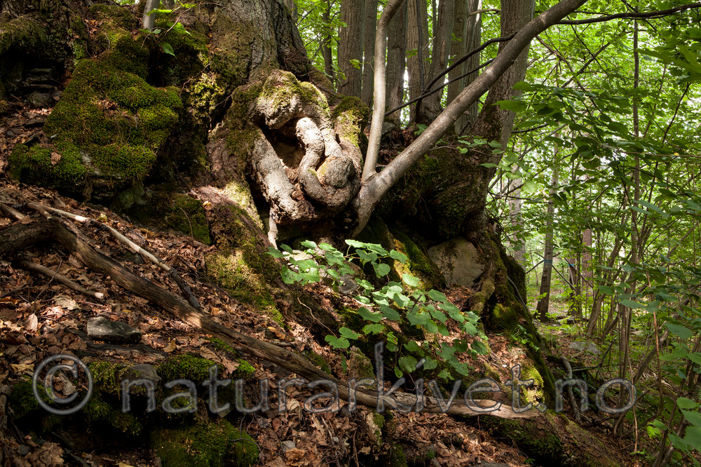 KA_110811_3773 / Tilia cordata / Lind