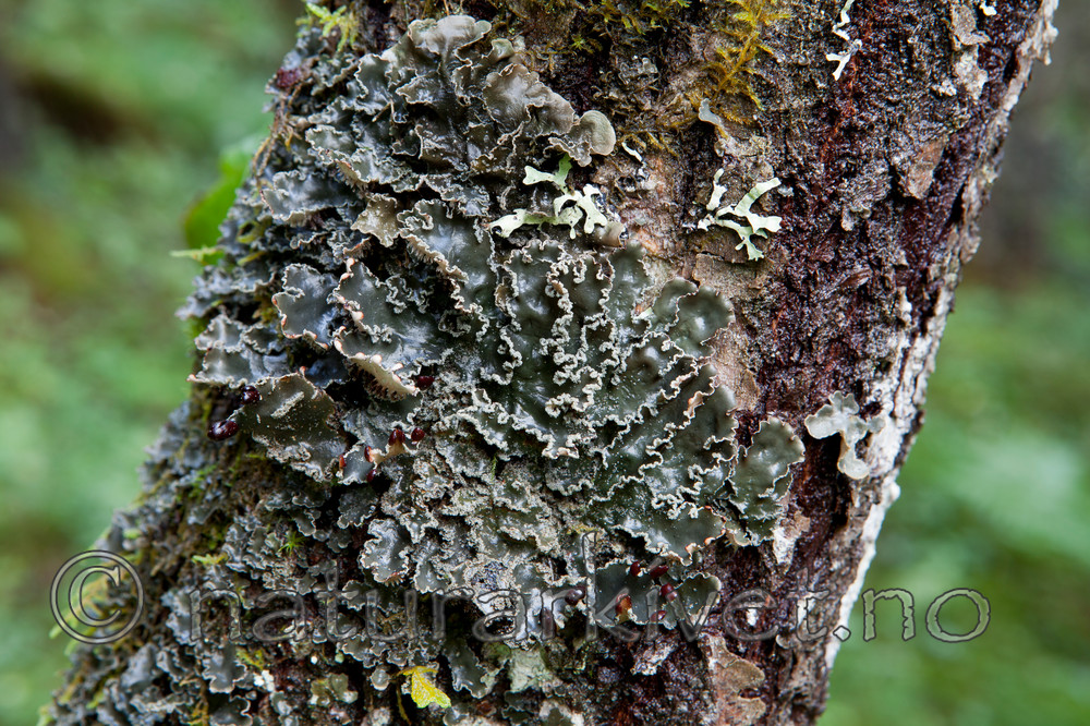 KA_110817_4222 / Peltigera collina / Kystårenever
