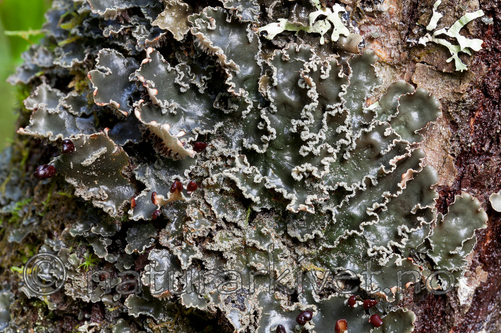 KA_110817_4223 / Peltigera collina / Kystårenever