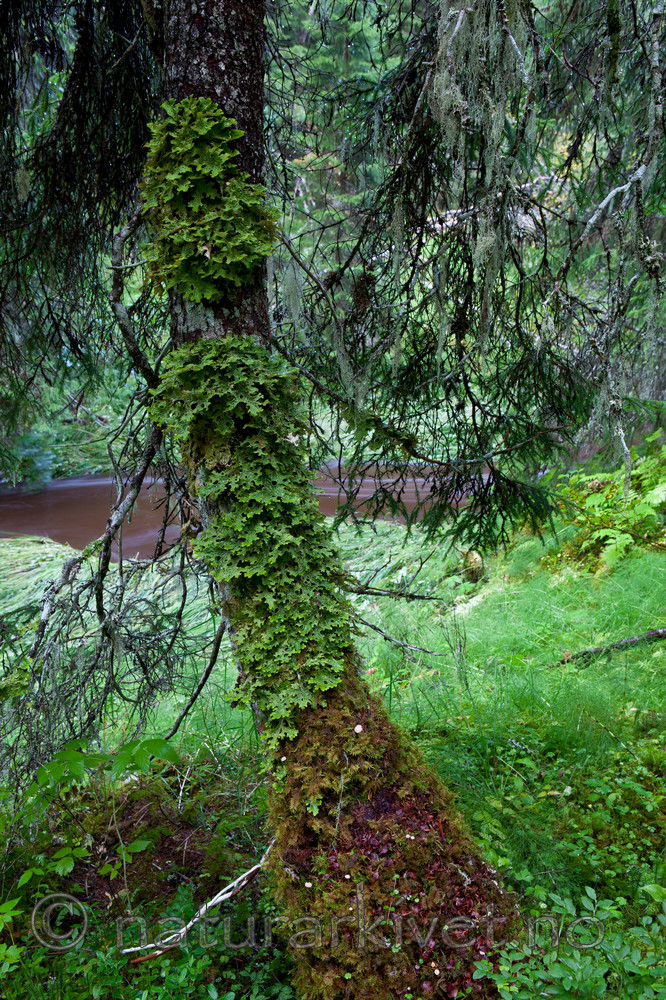 KA_110817_4238 / Lobaria pulmonaria / Lungenever