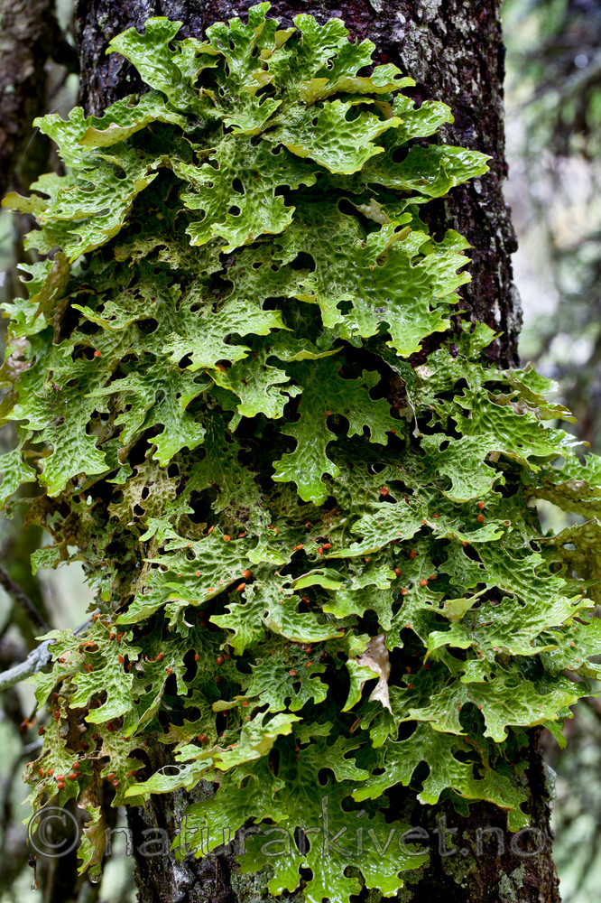 KA_110817_4241 / Lobaria pulmonaria / Lungenever