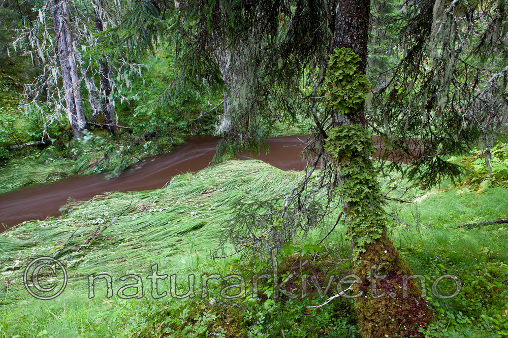 KA_110817_4243 / Lobaria pulmonaria / Lungenever
