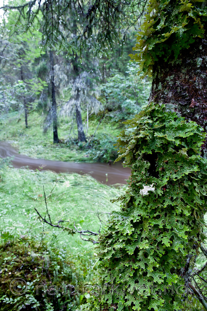 KA_110817_4246 / Lobaria pulmonaria / Lungenever