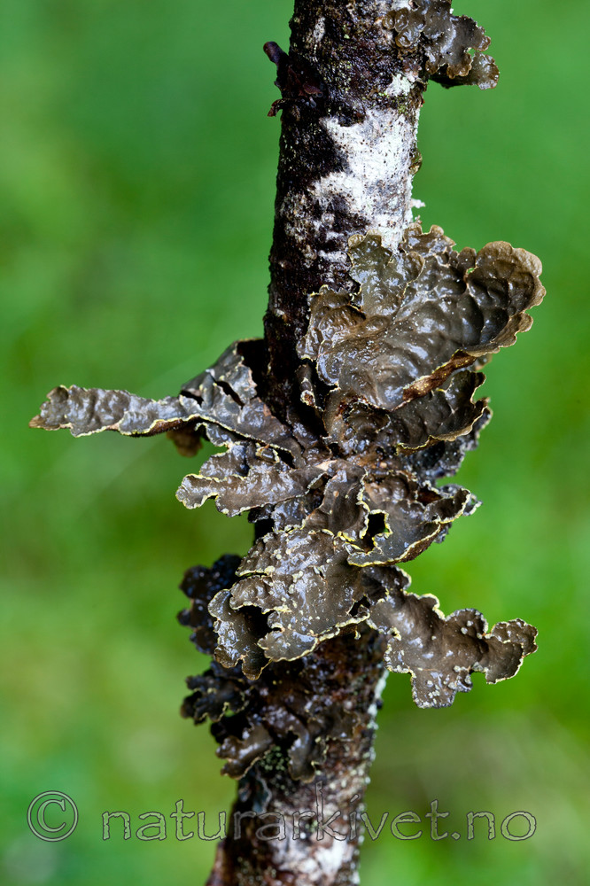 KA_110817_4251 / Pseudocyphellaria crocata / Gullprikklav