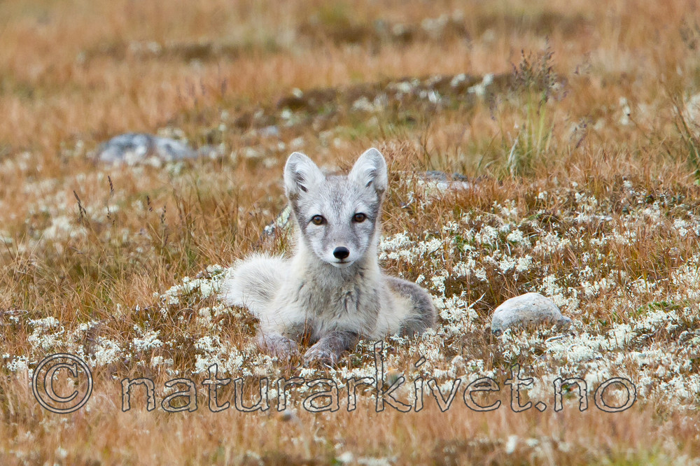 KA_110821_4083 / Vulpes lagopus / Fjellrev