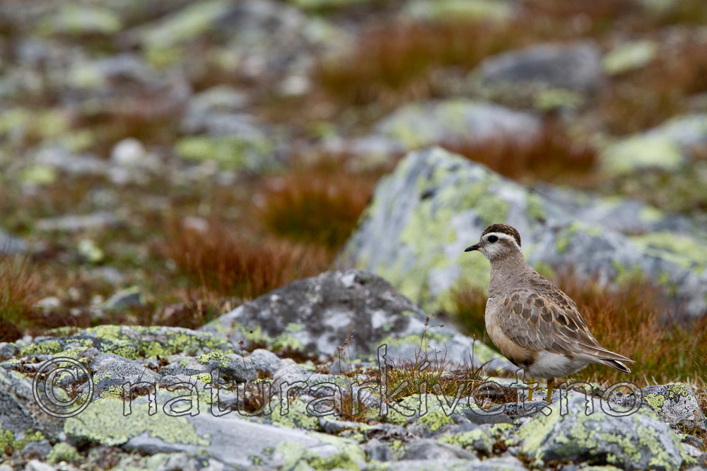 KA_110821_4103 / Charadrius morinellus / Boltit