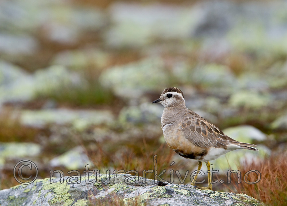 KA_110821_4106 / Charadrius morinellus / Boltit