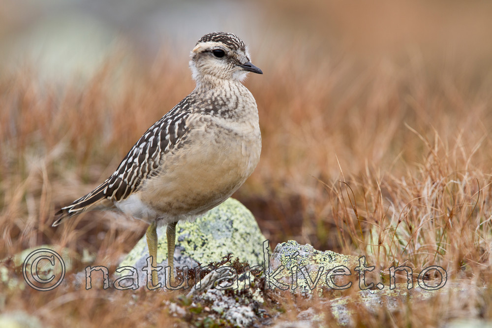 KA_110821_4140 / Charadrius morinellus / Boltit