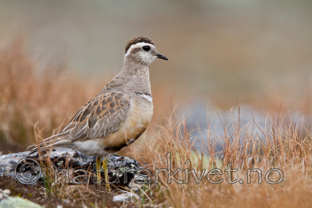 KA_110821_4148 / Charadrius morinellus / Boltit