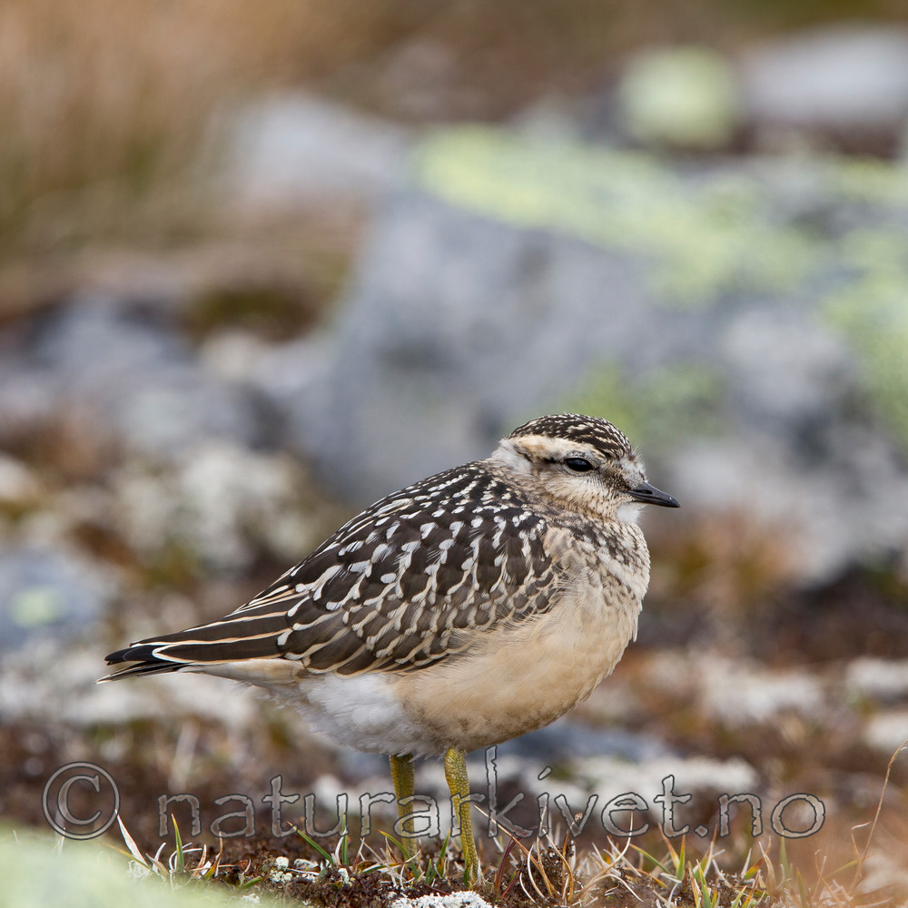 KA_110821_4151 / Charadrius morinellus / Boltit