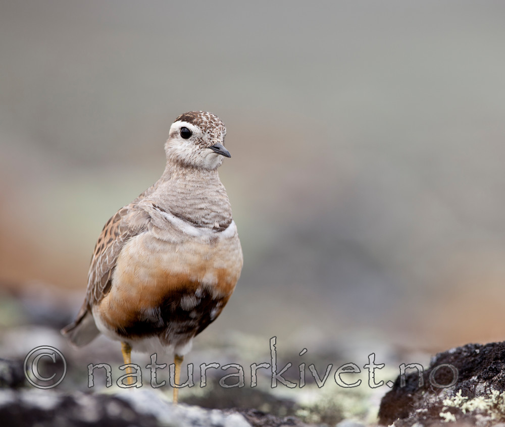 KA_110821_4178 / Charadrius morinellus / Boltit