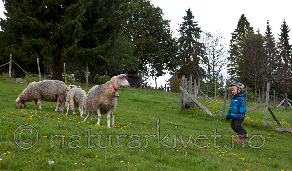 KA_110828_7287 / Ovis aries / Sau