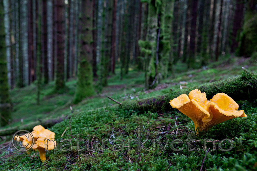 KA_110831_3654 / Cantharellus cibarius / Kantarell