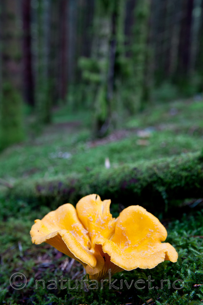 KA_110831_3655 / Cantharellus cibarius / Kantarell