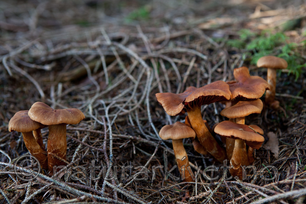 KA_110831_3657 / Cortinarius rubellus / Spiss giftslørsopp
