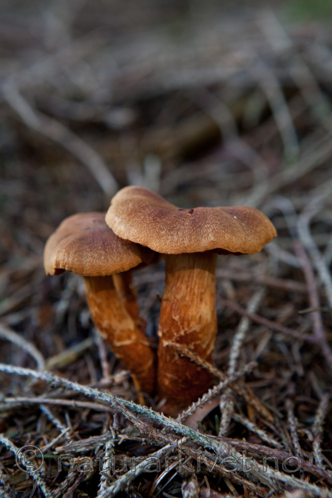 KA_110831_3658 / Cortinarius rubellus / Spiss giftslørsopp
