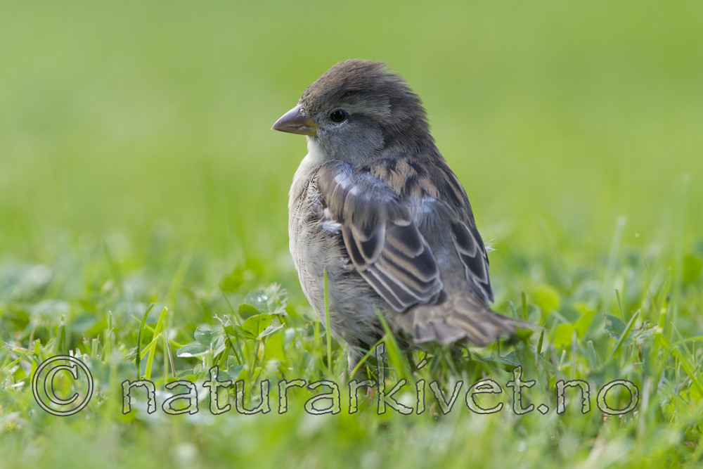 KA_110831_4508 / Passer domesticus / Gråspurv