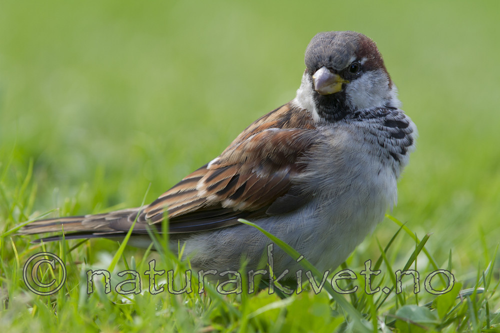 KA_110831_4509 / Passer domesticus / Gråspurv