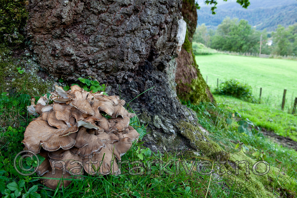 KA_110901_7350 / Grifola frondosa / Korallkjuke <br /> Quercus robur / Sommereik