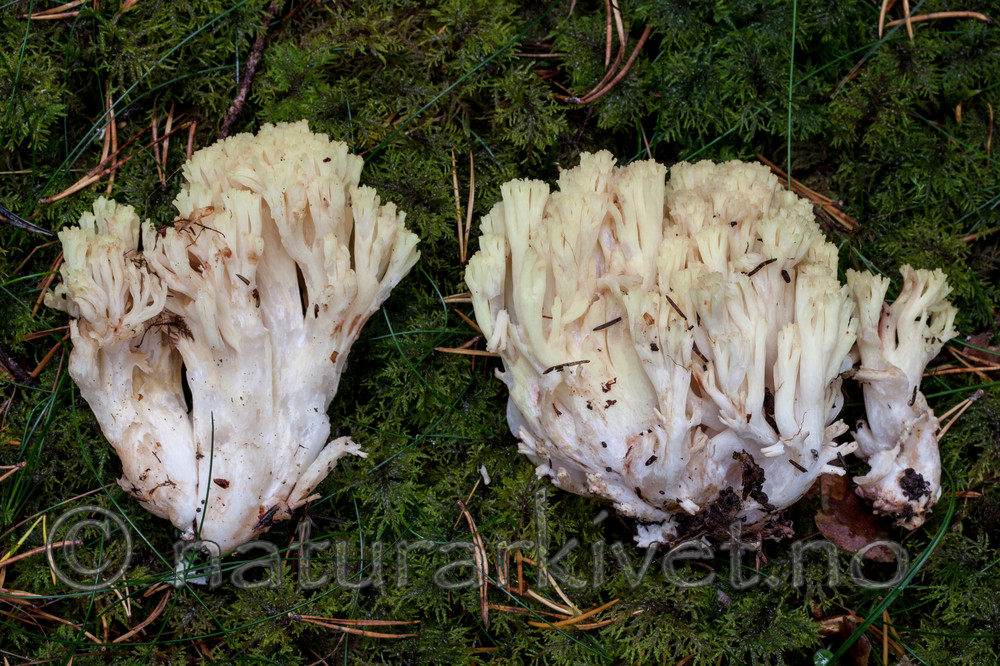 KA_110903_7739 / Ramaria eosanguinea / Jodkorallsopp