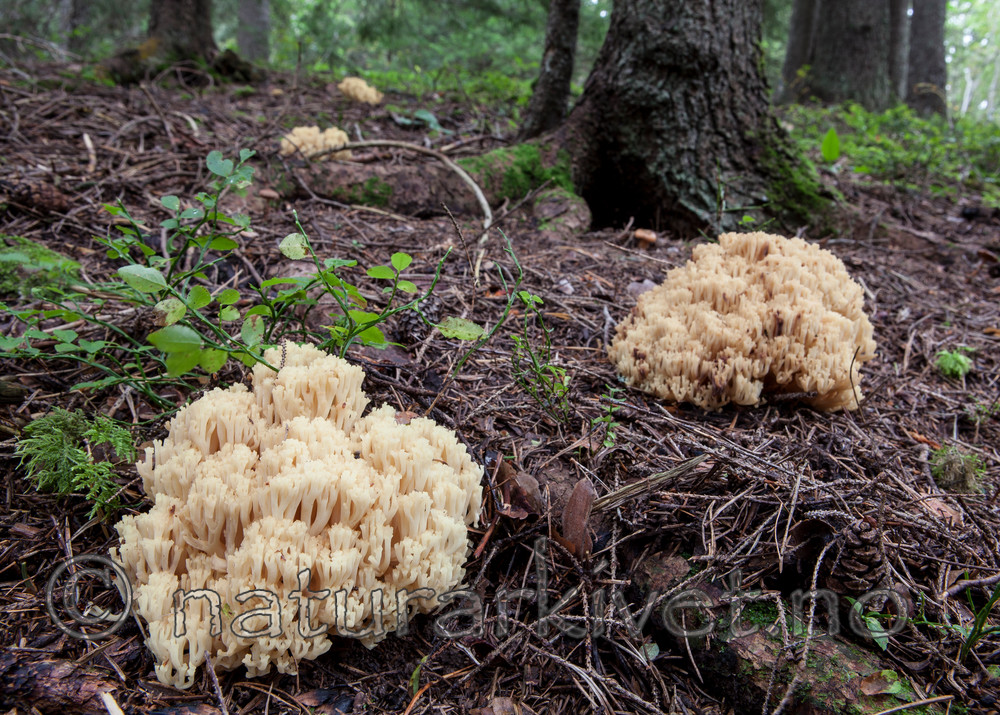 KA_110903_7743 / Ramaria eosanguinea / Jodkorallsopp