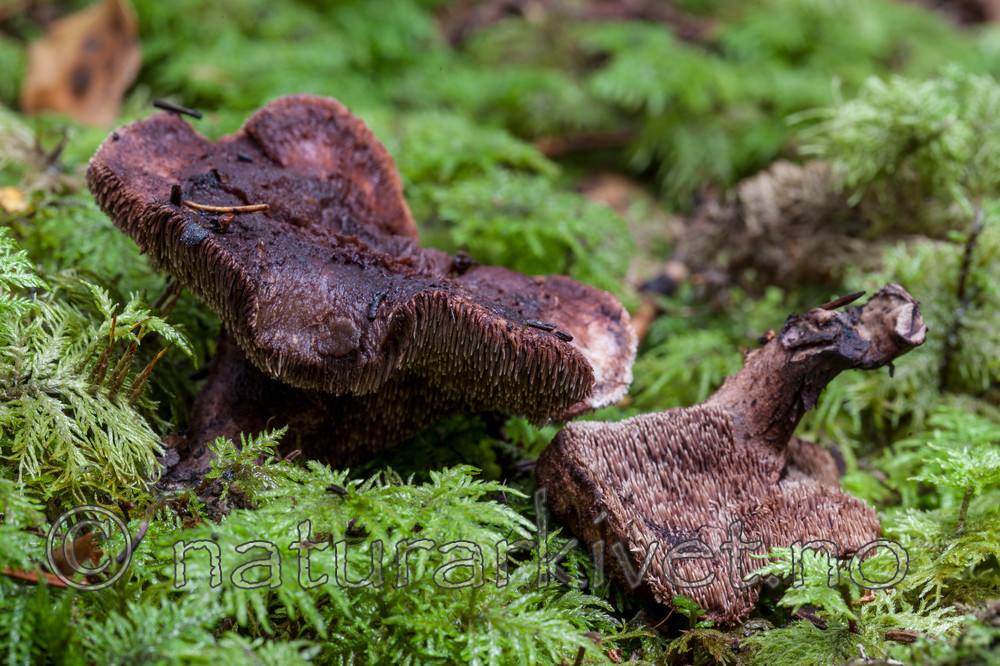 KA_110903_7758 / Sarcodon lundellii / Vrangstorpigg