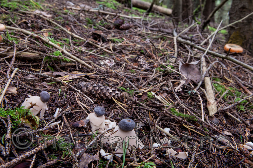 KA_110903_7765 / Geastrum pectinatum / Skaftjordstjerne