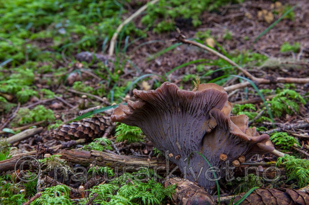 KA_110903_7783 / Gomphus clavatus / Fiolgubbe
