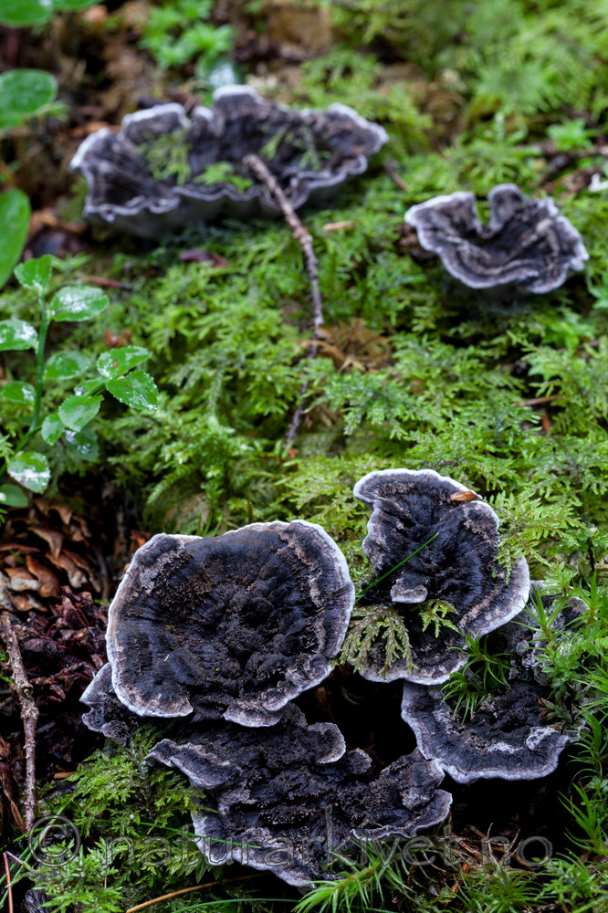 KA_110903_7784 / Phellodon niger / Svartsølvpigg