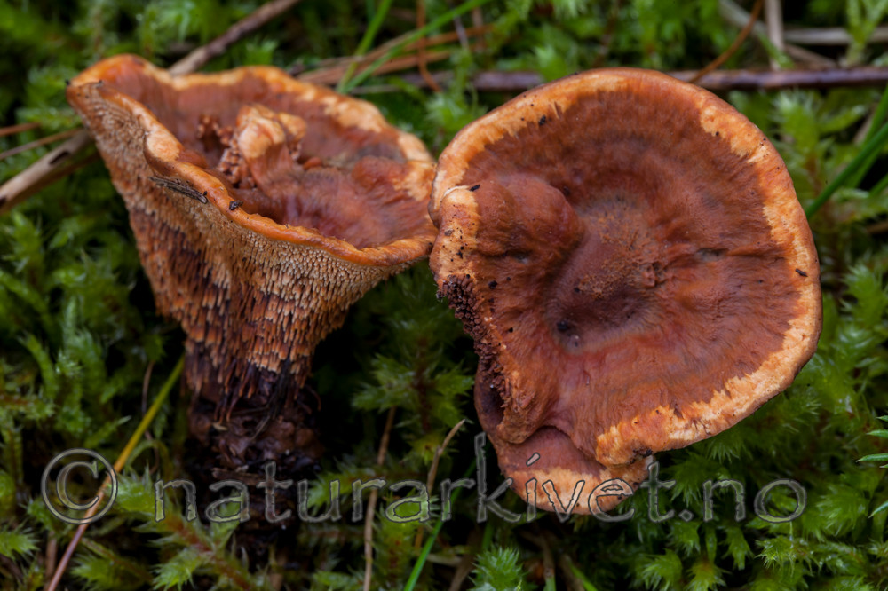 KA_110903_7789 / Hydnellum auratile / Flammebrunpigg