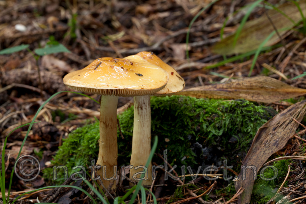 KA_110906_3155 / Cortinarius percomis / Duftslørsopp