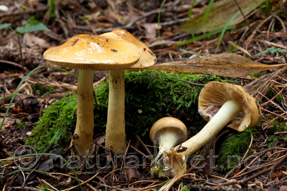 KA_110906_3156 / Cortinarius percomis / Duftslørsopp