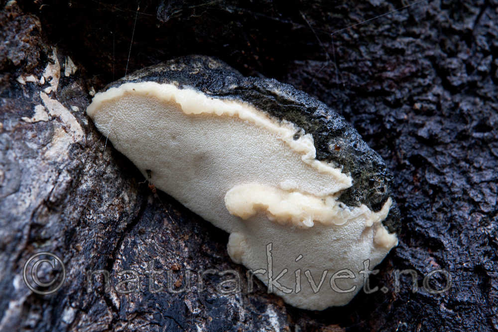 KA_110907_7317 / Spongipellis spumea / Skumkjuke