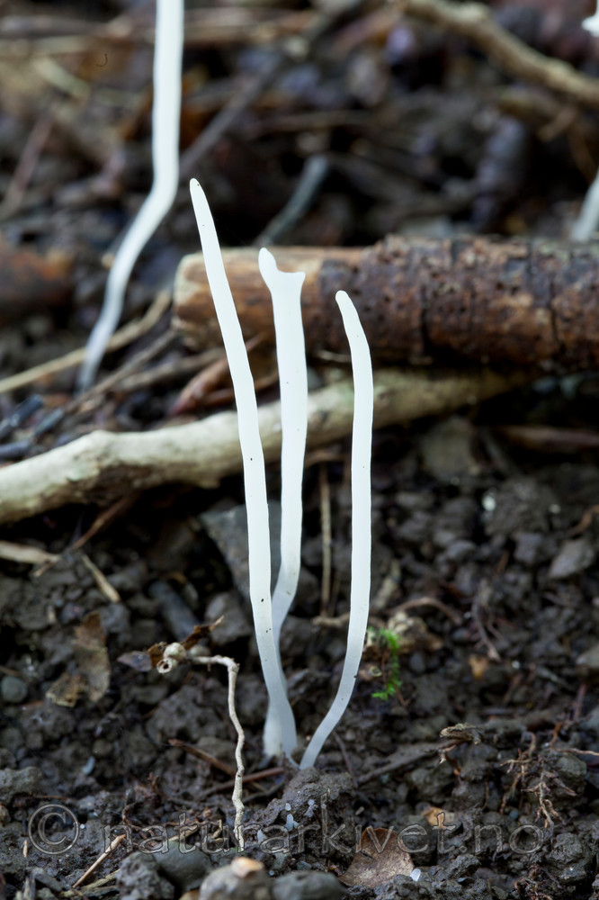 KA_110908_3163 / Clavaria fragilis / Tuekøllesopp