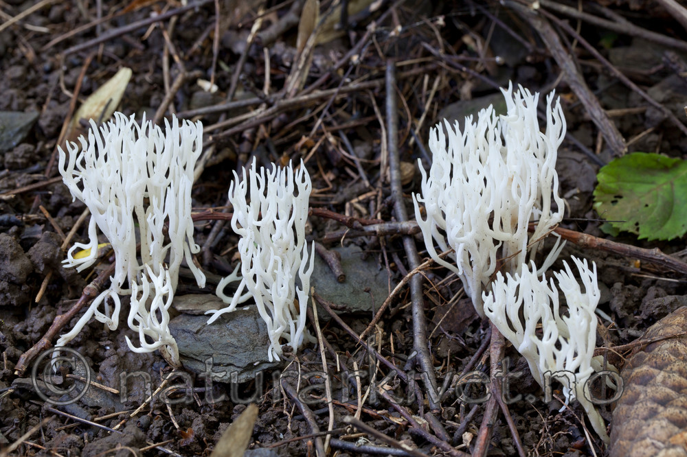 KA_110908_3169 / Ramariopsis kunzei / Hvit småfingersopp