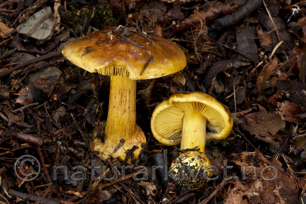 KA_110908_3178 / Cortinarius meinhardii / Kanarigul slørsopp